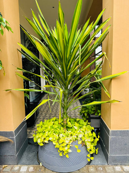 KYTHIRA PLANTER IN PAINTED GREY