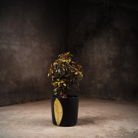 Bruges Planter Small (Black With Gold Foil)