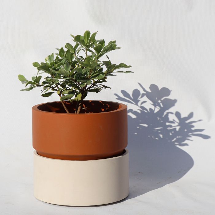 Eastbourne Planter- Small