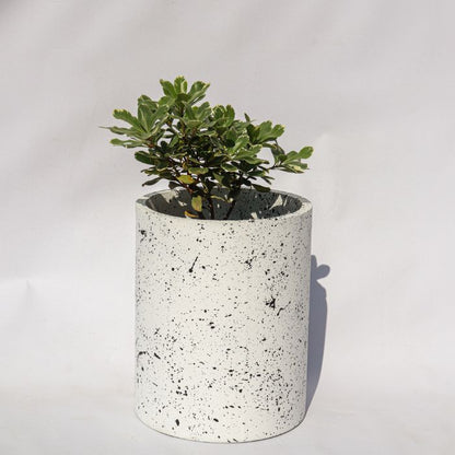 Blackpool Planter- Medium