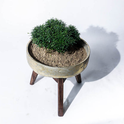 Hydra Planter (Large) In Gold Leaf Finish With Wooden Stand