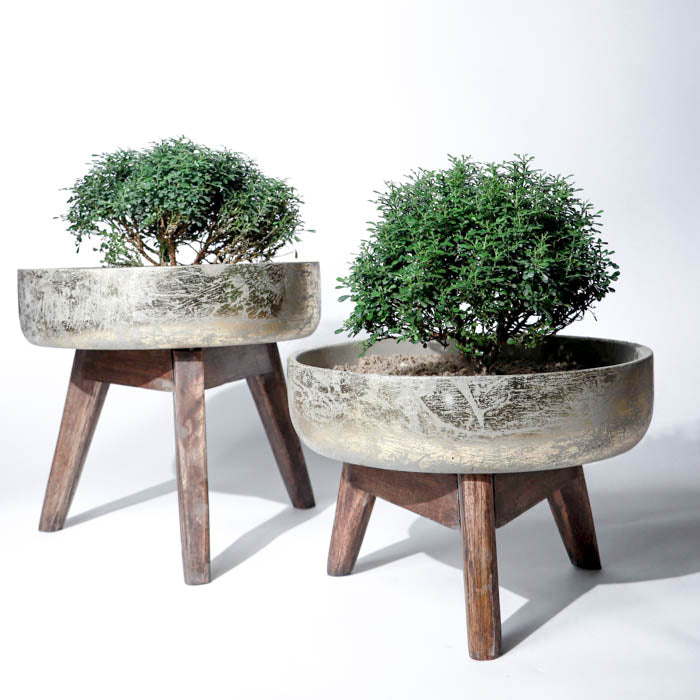 Hydra Planter (Set) In Gold Leaf Finish With Wooden Stand