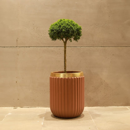 Windsor Planter Medium (Camel With Rim In
Gold Foil)